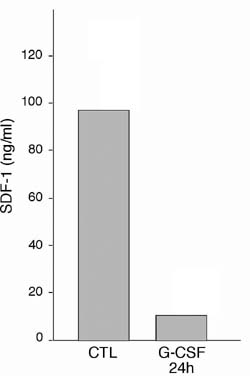 רמה ממוצעת של החלבון SDF-1 בקבוצת הביקורת לעומת קבוצה שטופלה בG-CSF לאחר 24 שעות